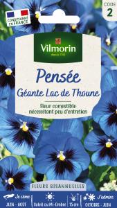 Pensée Géante Lac de Thoune